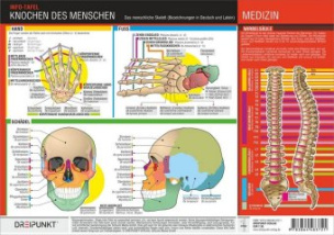 Knochen des Menschen, 1 Info-Tafel