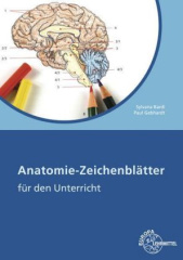 Anatomie-Zeichenblätter für den Unterricht