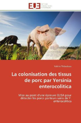 La colonisation des tissus de porc par Yersinia enterocolitica