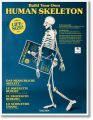 Build Your Own Human Skeleton - 1,80 m Life Size!