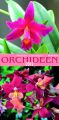 Orchideen