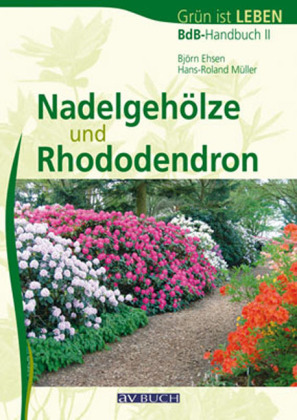 Nadelgehölze und Rhododendron