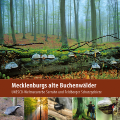 Mecklenburgs alte Buchenwälder